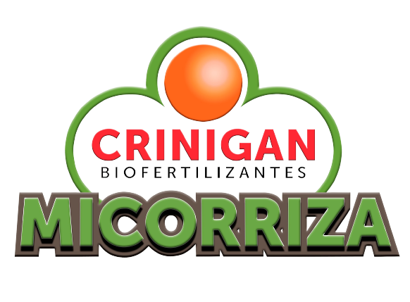 Micorriza